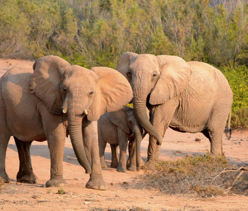 Avila Foundation - Chengeta